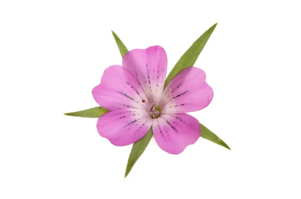 Corncockle の花 — ストック写真