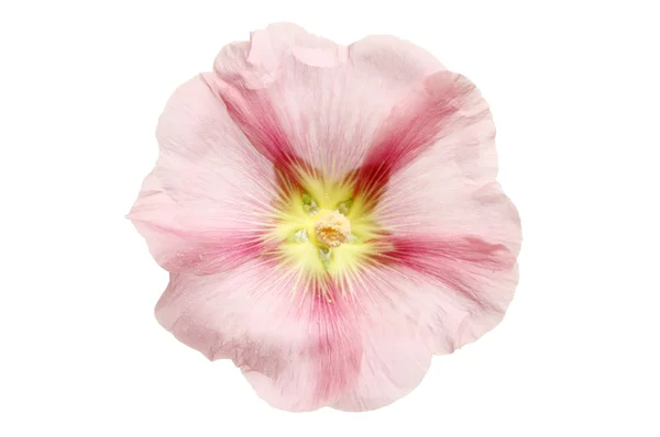 Hollyhock  flower — Stock Photo, Image