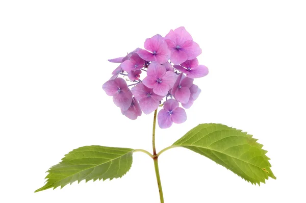 Hortensia virág — Stock Fotó