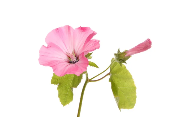 Lavatera bloem — Stockfoto
