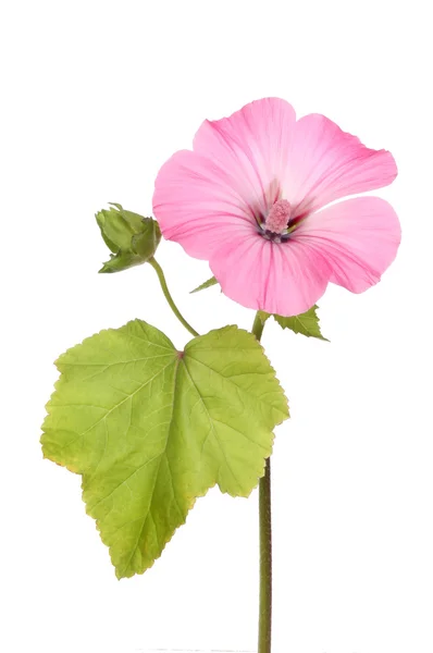 Flor de Lavatera — Foto de Stock