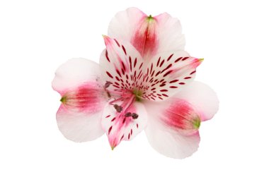 alstroemeria çiçek
