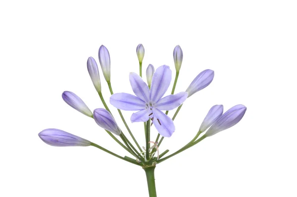 Agapanthus květ — Stock fotografie