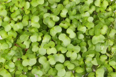 Salata teresi arkaplan ve doku olarak yakın plan