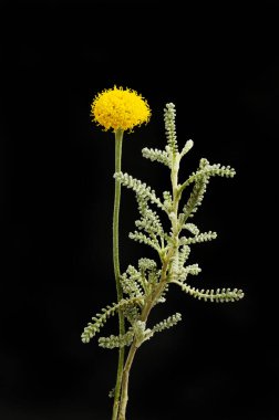 Pamuk lavanta, Santolina çiçeği ve yeşillik siyahlara karşı izole.