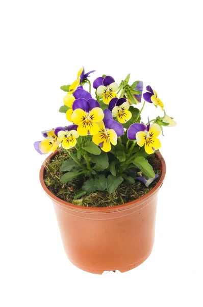 Flowering Pansies Pot Isolated White — Stock Photo, Image