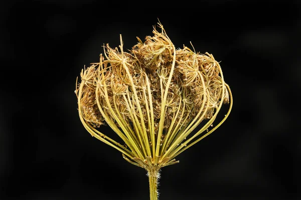 Dried Carrot Seed Head Isolated Black — Stock Photo, Image