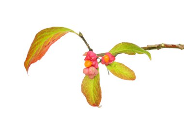 Avrupa Milli, Euonymus europaeus 'un yaprakları ve tohumlarındaki sonbahar renkleri beyazlara karşı izole edilmiştir.