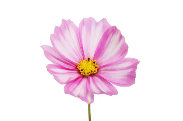 Magenta Flor Cosmos Branco Isolado Contra Branco — Fotografia de Stock