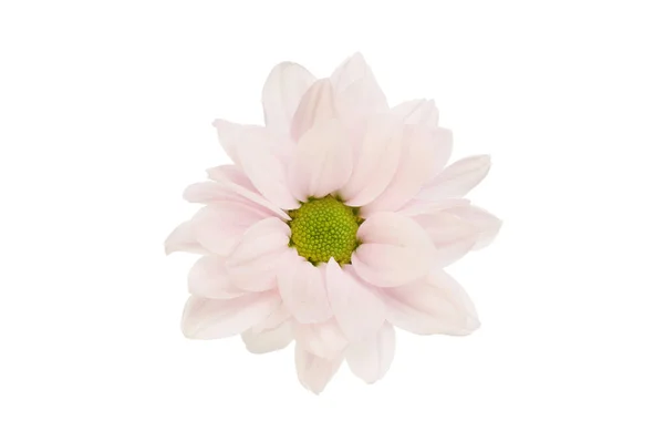 Pastel Rosa Flor Crisântemo Isolado Contra Branco — Fotografia de Stock
