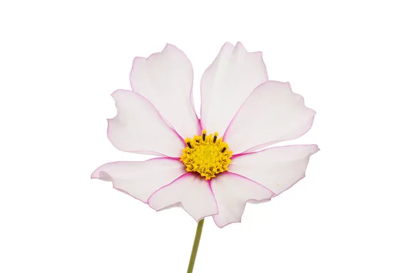 Cosmos Flor Con Pétalos Blancos Flecos Con Rojo Aislado Contra — Foto de Stock