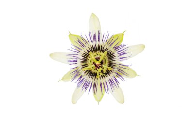 Tutku çiçeği beyaza karşı izole