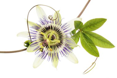 Tutku çiçeği ve yeşillik yakın, beyaza karşı izole.