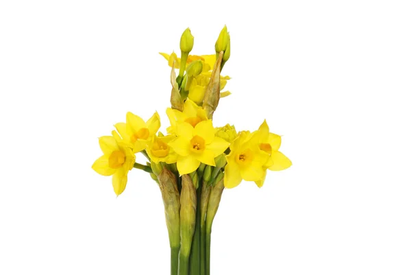 Bunch Grand Soliel Narcissus Flowers Buds Isolated White — Fotografia de Stock