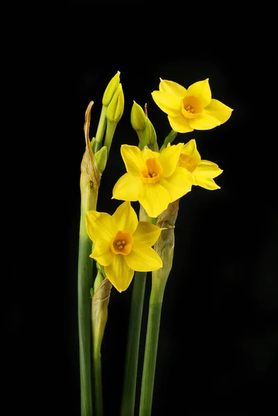 Grand Soliel Narcissus Blommor Isolerade Mot Svart — Stockfoto