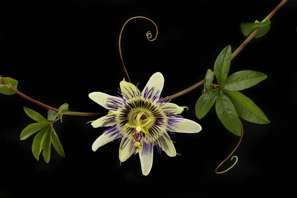 Passion Flower Foliage Isolated Black — Stock Photo, Image