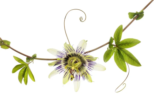 Passion Flower Foliage Isolated White — Stock Photo, Image