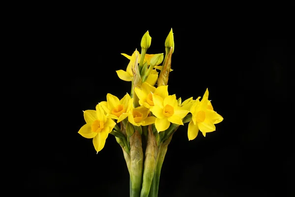 Arreglo Flores Grand Soliel Narcissus Aisladas Contra Negro —  Fotos de Stock