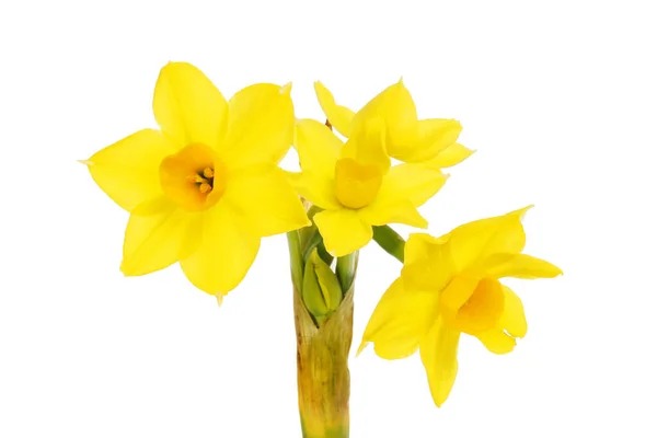 Closeup Flores Narciso Isolado Contra Branco — Fotografia de Stock