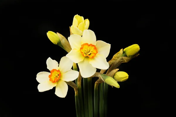 Fazant Eye Daffodil Narcissus Poeticus Bloemen Knoppen Geïsoleerd Tegen Zwart — Stockfoto