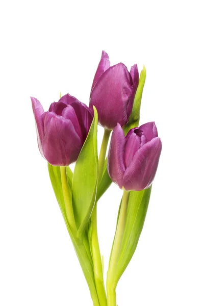 Три Фиолетовых Цветка Тюльпана Листва Изолированы Белого — стоковое фото