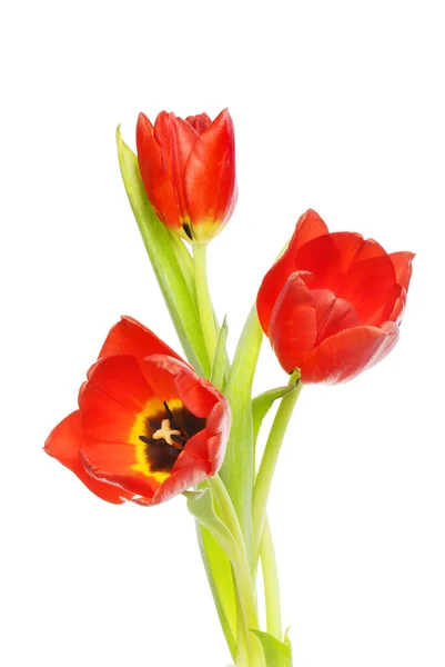 Három Vörös Tulipán Virág Elszigetelt Fehér Ellen — Stock Fotó