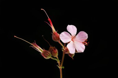 Crane 'in gagalı sardunya çiçeği ve tohum kabukları siyaha karşı izole.