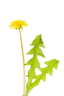 Dandelion, Taraxacum, flower and foliage isolated against white