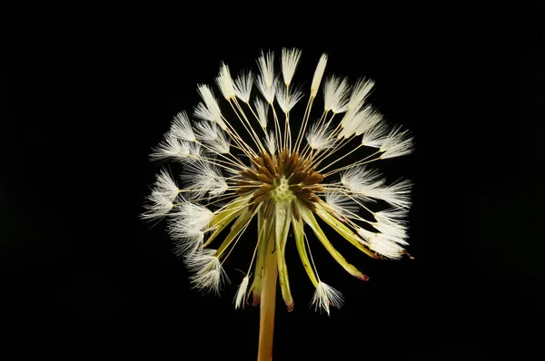 Dandelion Seed Head Isolated Black — ストック写真
