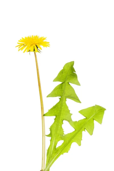 Dandelion Taraxacum Flower Foliage Isolated White — Stock Photo, Image