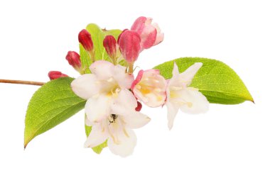 Weigelia çiçeği, tomurcuklar ve yapraklar beyaza karşı izole edilmiş.