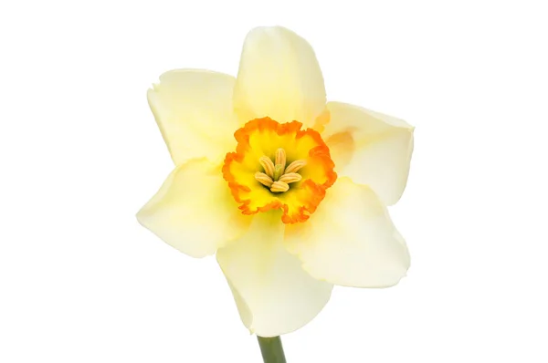 Single Pheasant Eye Daffodil Narcissus Poeticus Flower Isolated White — Stock Photo, Image