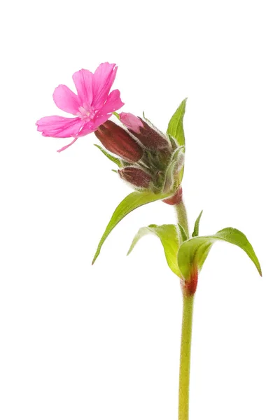 Campion Rojo Silene Dioca Flor Follaje Aislado Contra Blanco — Foto de Stock