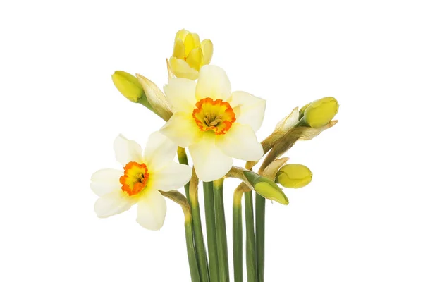Ojo Faisán Narciso Narcissus Poeticus Flores Brotes Aislados Contra Blanco — Foto de Stock
