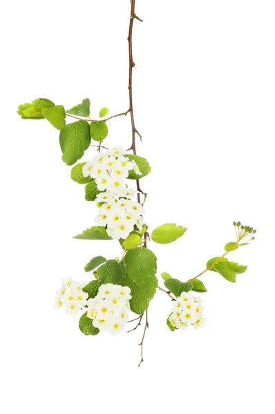 Spiraea Flowers Foliage Isolated Againstwhite — 스톡 사진