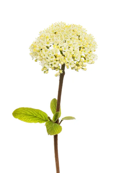 Вербена Квітка Листя Ізольовані Білому — стокове фото