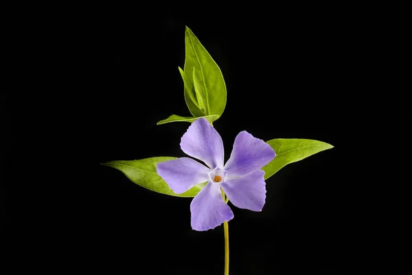 Vinca Minor Flower Foliage Isolated Black — Stok fotoğraf