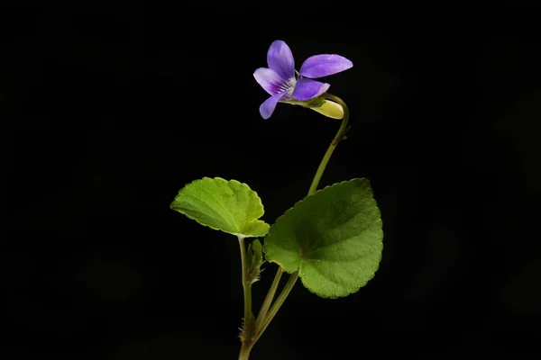 Violet Flower Foliage Isolated Black — Stok fotoğraf