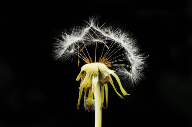 Karahindiba tohumları siyah karşısında izole.