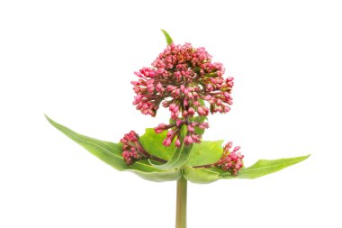 Kırmızı kediotu, Centranthus yakutu, çiçekler ve yeşillikler yakın plan