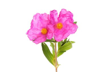 Two cistus, rock rose, flowers and foliage isolated against white clipart