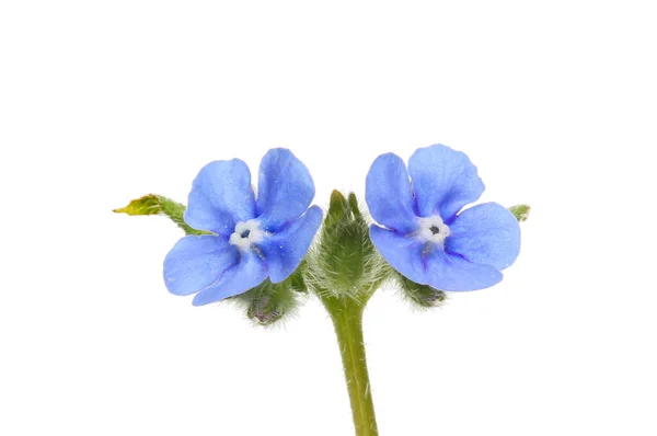 Grön Alkanet Pentaglottis Sempervirens Blommor Närbild Isolerad Mot Vitt — Stockfoto
