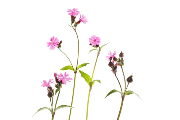 Grupo Flores Silvestres Campion Silvestres Aisladas Contra Blanco —  Fotos de Stock