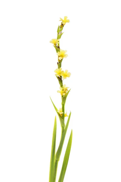 Sisyrinchium Striatum Blasses Gelbaugengras Isoliert Gegen Weiß — Stockfoto