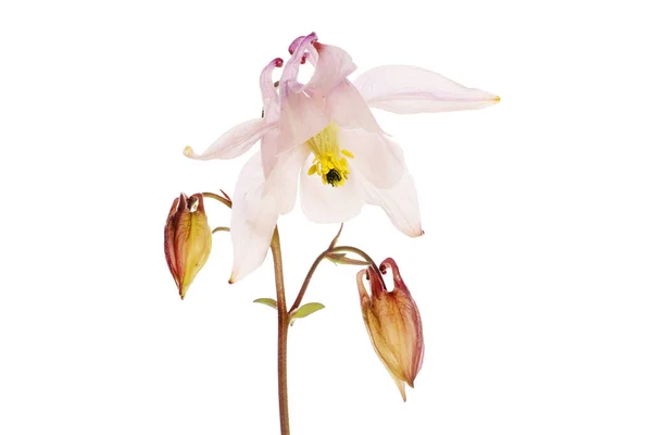 Бледные Цветки Бутоны Изолированы Белых — стоковое фото