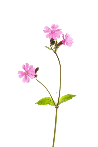 Campião Vermelho Dioca Silene Flores Folhagem Isolada Contra Branco — Fotografia de Stock