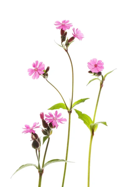 Red Campion Wildflowers Foliage Isolated White — Stock Photo, Image