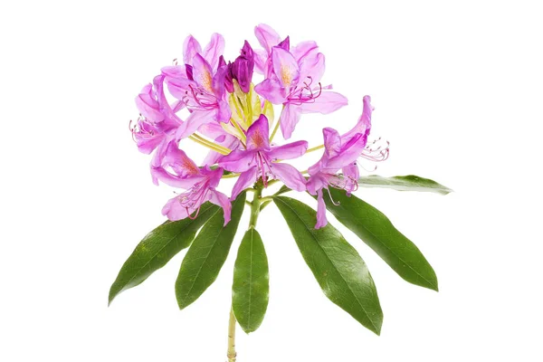 Rododendron Ponticum Bloemen Bladeren Geïsoleerd Tegen Wit — Stockfoto
