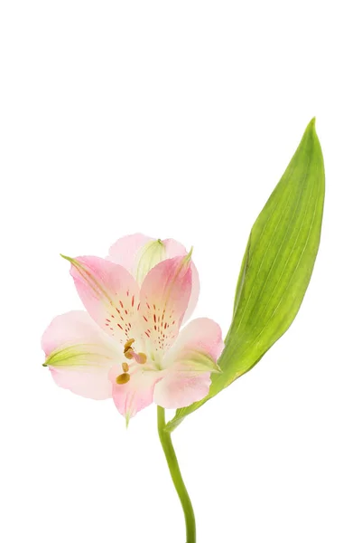 Alstremeria Pojedynczego Kwiatu Liści Białym Tle Biały — Zdjęcie stockowe
