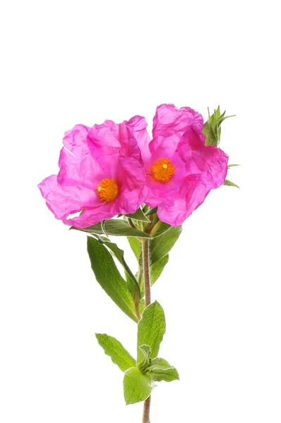 Dvě Cistus Skalní Růže Květiny Listy Izolované Proti Bílé — Stock fotografie